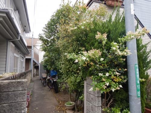 【雑記】自宅の植木伐採！の画像3