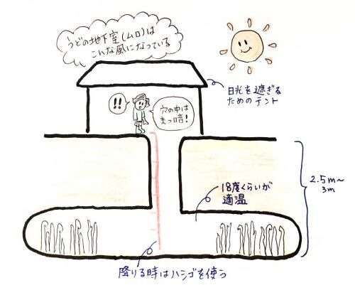 売買ウドの大木の画像4